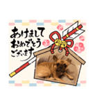 かわいい犬大発見3（個別スタンプ：7）