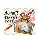 癒しになる犬のスタンプ（個別スタンプ：1）