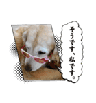 癒しになる犬のスタンプ（個別スタンプ：8）