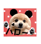 ぱんだ うさぎ ドーナツ 犬のはるです（個別スタンプ：1）