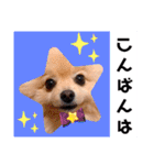 ぱんだ うさぎ ドーナツ 犬のはるです（個別スタンプ：5）