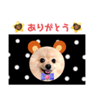 ぱんだ うさぎ ドーナツ 犬のはるです（個別スタンプ：6）