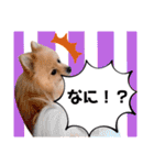 ぱんだ うさぎ ドーナツ 犬のはるです（個別スタンプ：10）