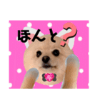 ぱんだ うさぎ ドーナツ 犬のはるです（個別スタンプ：13）