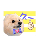 ぱんだ うさぎ ドーナツ 犬のはるです（個別スタンプ：14）