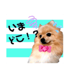 ぱんだ うさぎ ドーナツ 犬のはるです（個別スタンプ：16）
