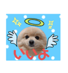 ぱんだ うさぎ ドーナツ 犬のはるです（個別スタンプ：17）