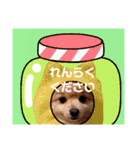 ぱんだ うさぎ ドーナツ 犬のはるです（個別スタンプ：20）