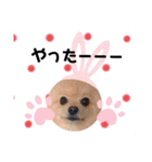 ぱんだ うさぎ ドーナツ 犬のはるです（個別スタンプ：21）