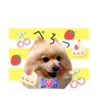 ぱんだ うさぎ ドーナツ 犬のはるです（個別スタンプ：24）
