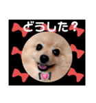 ぱんだ うさぎ ドーナツ 犬のはるです（個別スタンプ：25）