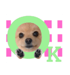 ぱんだ うさぎ ドーナツ 犬のはるです（個別スタンプ：26）
