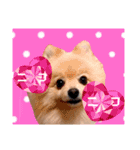 ぱんだ うさぎ ドーナツ 犬のはるです（個別スタンプ：28）