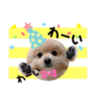 ぱんだ うさぎ ドーナツ 犬のはるです（個別スタンプ：29）