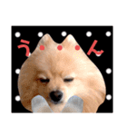 ぱんだ うさぎ ドーナツ 犬のはるです（個別スタンプ：31）