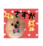 ぱんだ うさぎ ドーナツ 犬のはるです（個別スタンプ：32）