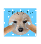 ぱんだ うさぎ ドーナツ 犬のはるです（個別スタンプ：33）