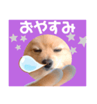 ぱんだ うさぎ ドーナツ 犬のはるです（個別スタンプ：40）