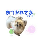 パーティーカラーのポメラニアン2です（個別スタンプ：1）