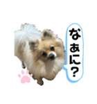 パーティーカラーのポメラニアン2です（個別スタンプ：2）