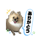 パーティーカラーのポメラニアン2です（個別スタンプ：3）