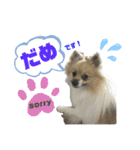 パーティーカラーのポメラニアン2です（個別スタンプ：6）