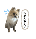パーティーカラーのポメラニアン2です（個別スタンプ：10）