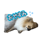 パーティーカラーのポメラニアン2です（個別スタンプ：13）