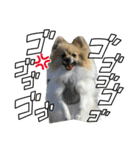 パーティーカラーのポメラニアン2です（個別スタンプ：14）