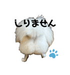 パーティーカラーのポメラニアン2です（個別スタンプ：17）