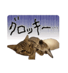お酒とネコ好きな日常会話23（個別スタンプ：6）