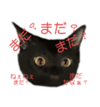 お酒とネコ好きな日常会話23（個別スタンプ：17）