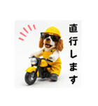 コーイケルホンディエの現場仕事⭐現場犬（個別スタンプ：33）