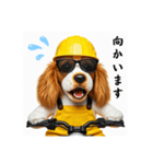 コーイケルホンディエの現場仕事⭐現場犬（個別スタンプ：35）