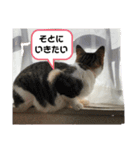 ねこちゃんいたずらちゃん（個別スタンプ：1）