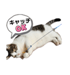 ねこちゃんいたずらちゃん（個別スタンプ：2）
