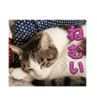 ねこちゃんいたずらちゃん（個別スタンプ：3）