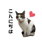 ねこちゃんいたずらちゃん（個別スタンプ：4）