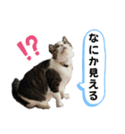 ねこちゃんいたずらちゃん（個別スタンプ：5）