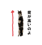 ねこちゃんいたずらちゃん（個別スタンプ：6）