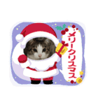 ねこちゃんいたずらちゃん（個別スタンプ：8）
