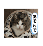 ねこちゃんいたずらちゃん（個別スタンプ：10）