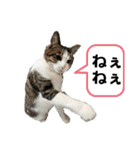 ねこちゃんいたずらちゃん（個別スタンプ：13）