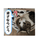 ねこちゃんいたずらちゃん（個別スタンプ：14）