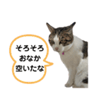 ねこちゃんいたずらちゃん（個別スタンプ：15）