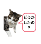 ねこちゃんいたずらちゃん（個別スタンプ：16）