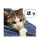 ねこちゃんいたずらちゃん（個別スタンプ：17）