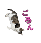 ねこちゃんいたずらちゃん（個別スタンプ：18）
