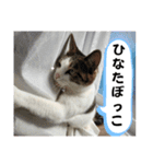 ねこちゃんいたずらちゃん（個別スタンプ：19）