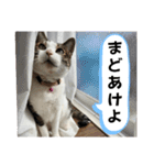 ねこちゃんいたずらちゃん（個別スタンプ：20）